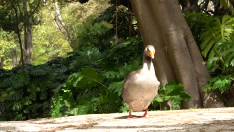 Pato-Encantador-Tomando-Un-Baño-De-Sol-En-Un-Parque-Histórico-En-El-Centro-De-Lisboa---Tapada-Das-Necessidades