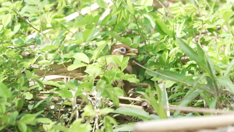 View-Of-Chinese-Hwamei-With-Food-In-Its-Mouth-Among-The-Bushes-In-Saitama,-Japan---close-up