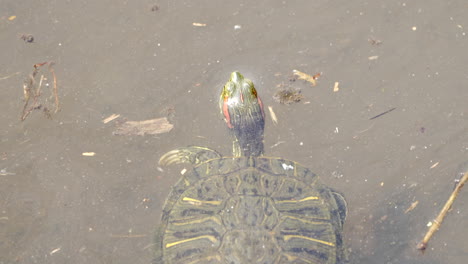 Brazilian-Red-eared-Slider-Turtle-Swimming-With-Its-Head-Above-Water-In-Saitama,-Japan---overhead-shot