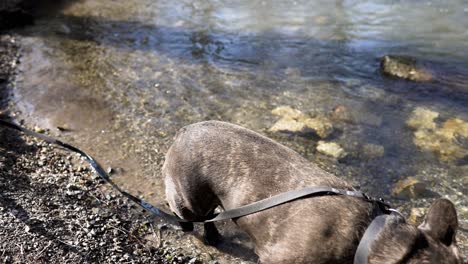Französische-Bulldogge-Mit-Schwarzem-Halsband-Und-Schwarzer-Leine-Geht-Im-Wasser-Am-Ufer-Eines-Kleinen-Baches-In-Zeitlupe-Spazieren