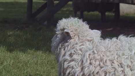 Long-haired-sheep-chews-in-shaded-grassy-pasture