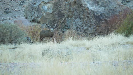 Wild-Deer-Seen-Beside-Wild-Grassland-At-Pleasant-Valley-In-Bishop,-California