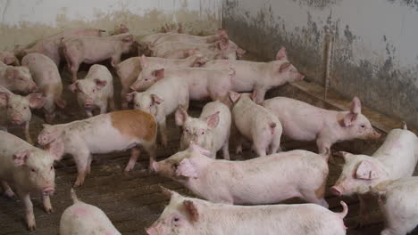 Drift-of-pigs-eating-and-wading-into-shallow-muddy-water-inside-a-pen