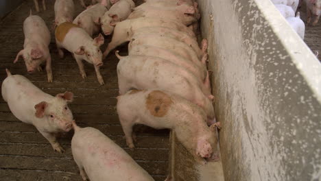 Medium-sized-pigs-eat-and-rest-on-a-pig-farm