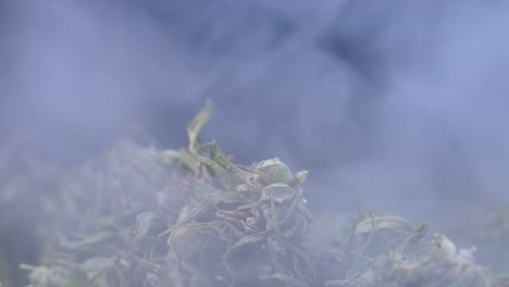 Cannabis-Im-Rauch