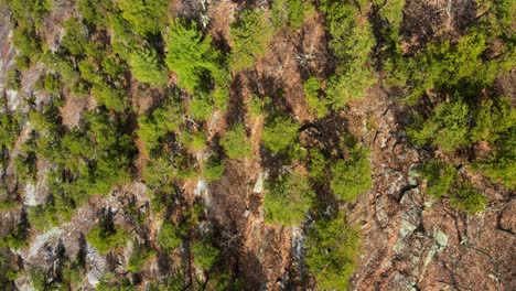 Aerial-drone-video-footage-of-rare,-pitch-pine-conifers-on-the-Shawangunk-Ridge-In-New-York-State’s-Hudson-Valley