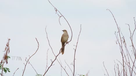 Gestreifter-Grasvogel,-Megalurus-Palustris,-Thailand
