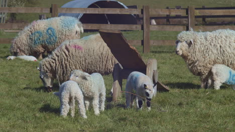 Young-lambs-graze-and-play-near-adult-sheep-on-green-farm-pasture