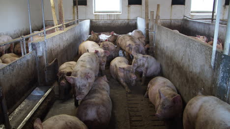 Pig-Farm-With-Many-Pigs