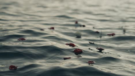 Flowers-and-Petals-Floating-on-Sea-Water-Waves-in-Twilight,-Cinematic-Full-Frame