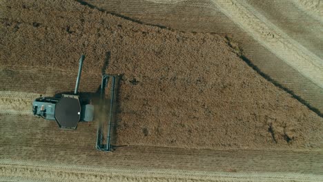 Aerial-drone-top-view-of-a-black-combine-harvesting-rapeseed