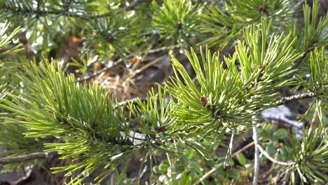 Majestic-pine-tree-needles-during-sunshine-and-light-breeze-in-close-up-view