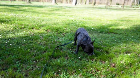 french-bulldog-with-black-collar-and-black-leash-rolls-on-a-meadow-and-shakes-afterwards-slow-motion