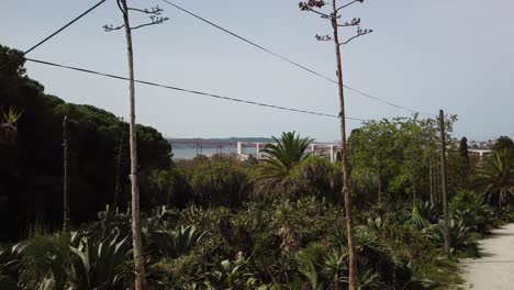 Antena-Volando-Sobre-Un-Hermoso-Jardín-De-Cactus-En-Un-Parque-Histórico-En-El-Centro-De-Lisboa,-Portugal
