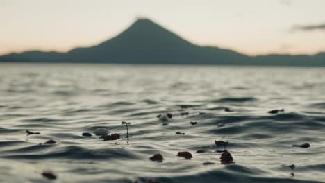 Cinematic-Shot-of-Flowers-and-Perals-Floating-on-Sea-Lagoon-Water-With-Island-in-Background,-Depth-of-Focus