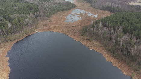 AERIAL:-Reveal-of-Marsh-and-Ponds-Surounded-with-Pine-Tree-Forest