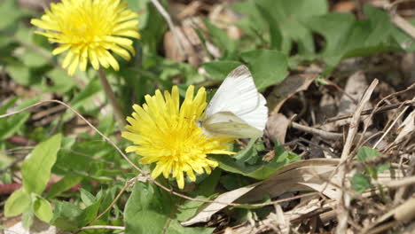 Mariposa-Blanca-De-Repollo-Alimentándose-De-Una-Flor-Amarilla-Floreciente-Durante-El-Día-En-Saitama,-Japón