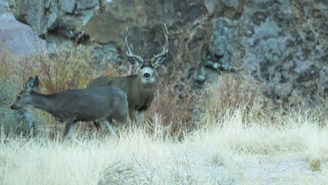 Wild-Buck-Staring-On-Wild-Grassland-At-Pleasant-Valley-In-Bishop,-California