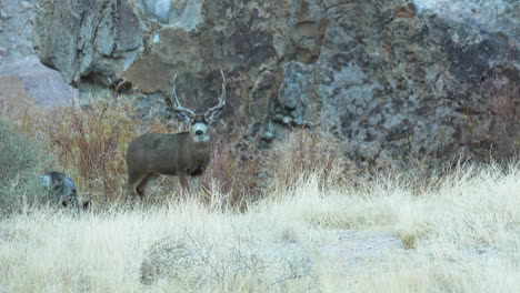 Wild-Deer-Seen-Beside-Rockface-At-Pleasant-Valley-In-Bishop,-California