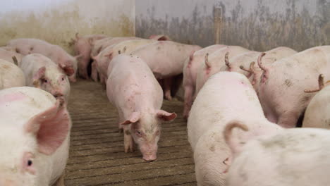 pigs-on-livestock-farm,-pigs-farm,-livestock-farm