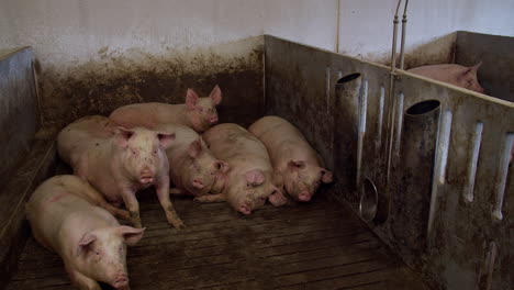 Schweinezucht-Industrie-Tierhaltung