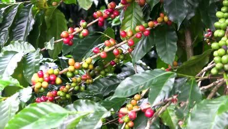Kona-coffee-beans-gently-swaying-in-the-breeze