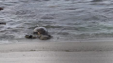 Pregnant-harbor-seal-in-labor