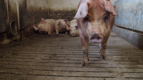 Cerdo-Granja-Industria-Animales-Agricultura-Ganado