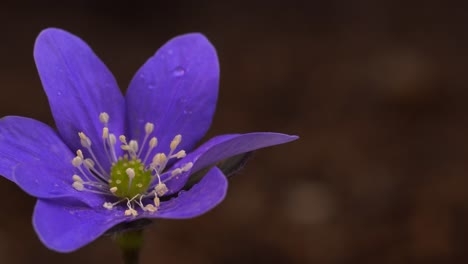 Isolated-flower-in-bright-purple-color-leaving-the-frame-while-the-camera-moves-from-left-to-right