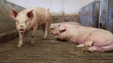 Schweine-Auf-Einem-Bauernhof-In-Dänemark