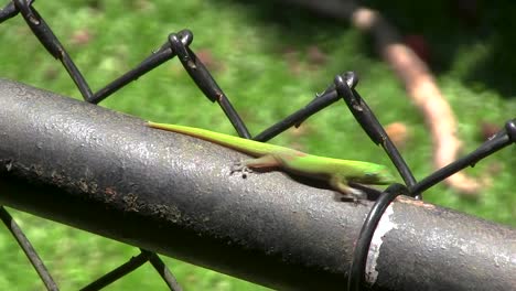 El-Gecko-Del-Día-Del-Polvo-De-Oro-Corre-En-Un-Día-Soleado