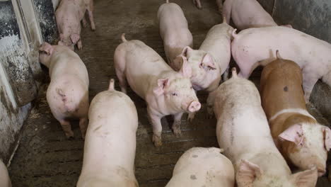 Medium-shot-of-pigs-at-pig-farm