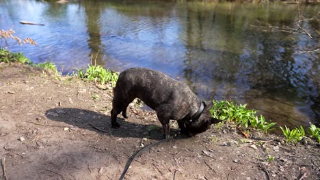 Französische-Bulldogge-Mit-Schwarzem-Halsband-Und-Schwarzer-Leine,-Die-Vom-Ufer-Eines-Kleinen-Baches-Trinkt-Und-Herumschnüffelt