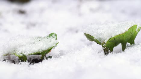 A-row-of-young-radishes-growing-outside-in-a-garden-covered-by-unexpected-snow-precipitation