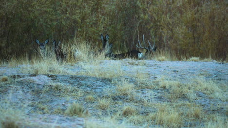 Herd-Of-Wild-Deer-Seen-Over-Mound-At-Pleasant-Valley-In-Bishop,-California