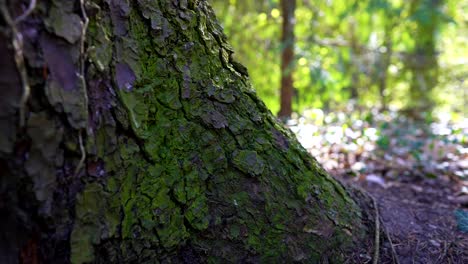 tree-trunk-overgrown-with-moss-on-a-spring-day