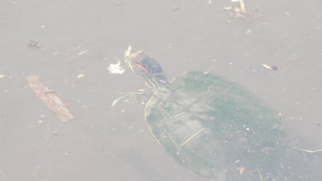 Blick-Auf-Die-Brasilianische-Rotohr-Schmuckschildkröte,-Die-In-Saitama,-Japan,-Schwimmt-Und-Ihren-Kopf-über-Wasser-Kippt---Nahaufnahme