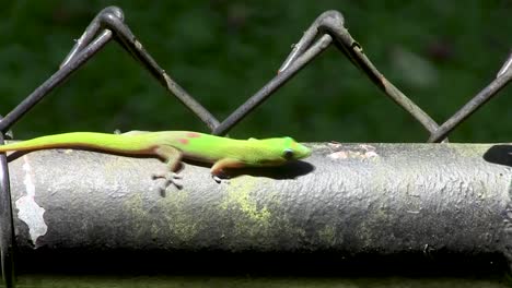 Gecko-De-Día-De-Polvo-De-Oro-En-Un-Día-Soleado