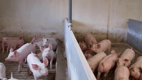 Cerdo-Granja-Industria-Animales-Agricultura-Ganado