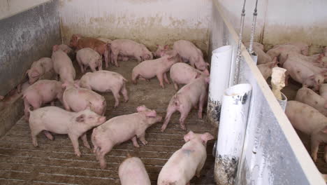 Pig-farm-with-many-pigs