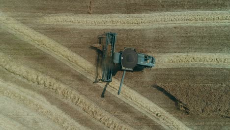 Aerial-drone-top-view-tracking-shot-of-a-black-combine-harvesting-rapeseed