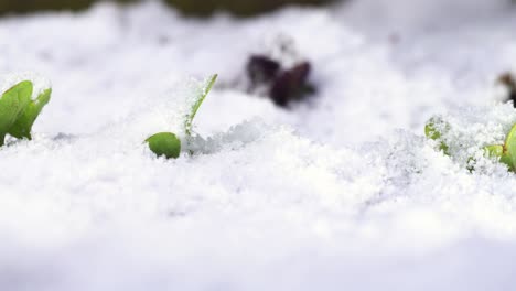 Row-of-young-radish-plants-sticking-out-of-snow