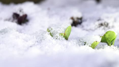 El-Impredecible-Clima-Primaveral-Cubrió-Los-Brotes-De-Rábano-Con-Nieve