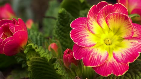 Gartenprimula-Vulgaris-Begrüßt-Den-Frühling-Mit-Ihren-Leuchtend-Rosa-Und-Gelben-Blüten