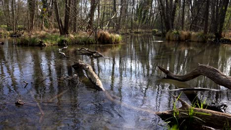 Natürlicher-Sumpf-Mit-Klarem-Wasser-An-Einem-Frühlingstag