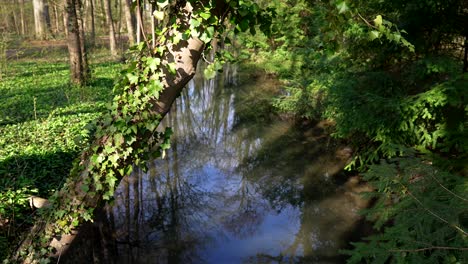 Kleiner-Bach-In-Grünem-Und-Klarem-Wasser-Und-überwucherter-Baumstamm-Mit-Efeu