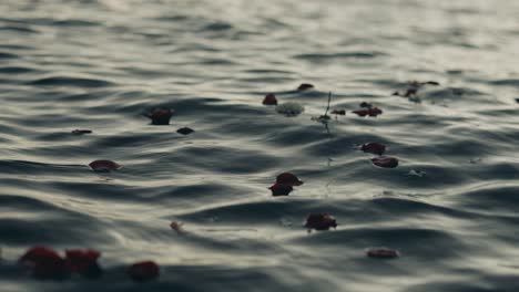 Fallende-Blütenblätter,-Die-Bei-Sonnenuntergang-Auf-Der-Wasseroberfläche-Des-Ruhigen-Sees-Schwimmen
