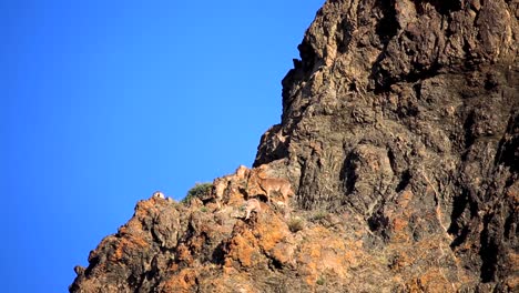 Mountain-Goats-On-Rugged-Cliffside-At-Sunny-Day