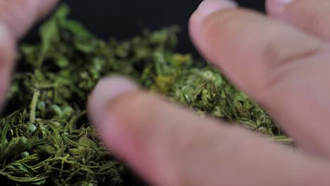 Medical-marijuana-buds-and-leaves