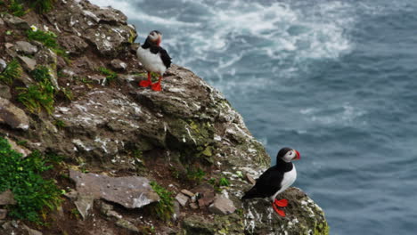 Two-puffins-standing-nearby-the-coastline-of-the-Látrabjarg-area